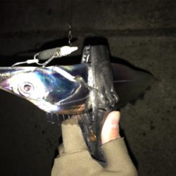 メバル開幕！タチウオ閉幕！