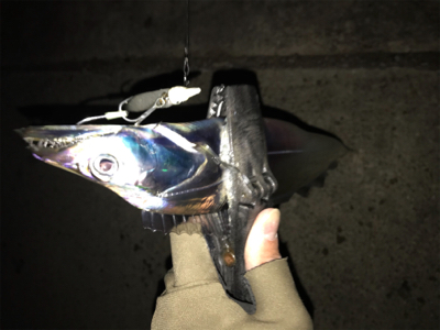 メバル開幕！タチウオ閉幕！