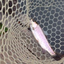 爆釣⁈ 千早川マス釣り場