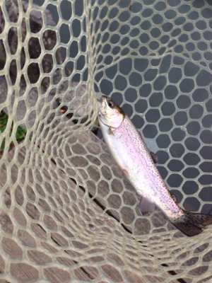 爆釣⁈ 千早川マス釣り場