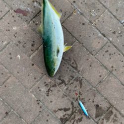 渋々だけと、、、