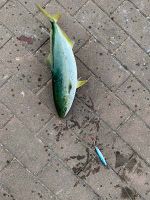 渋々だけと、、、