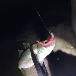 半月アジング〜