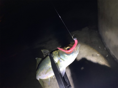 半月アジング〜