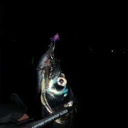 凪の間のドラゴンハント