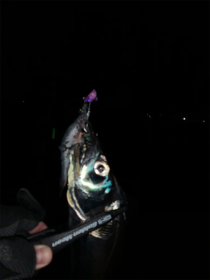 凪の間のドラゴンハント