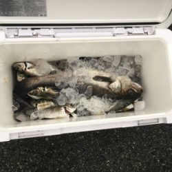 初めての尺メバル