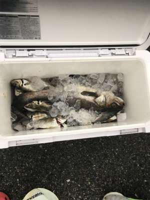 初めての尺メバル