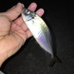 ライトゲーム、アジ・メバル