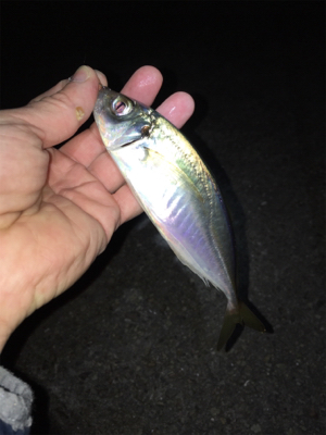 ライトゲーム、アジ・メバル