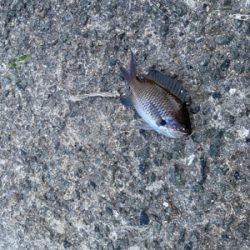 マルチヒット!堤防小物は元気いっぱい