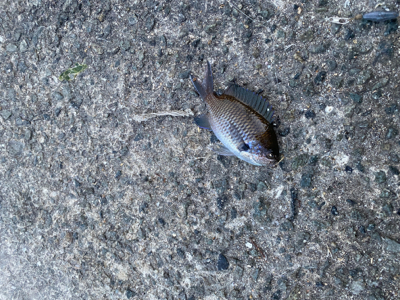 マルチヒット!堤防小物は元気いっぱい