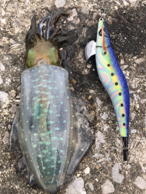 キロ超えからエギと同じサイズまで