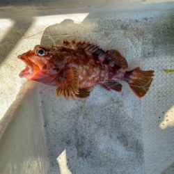 鯛サビキ　　明石