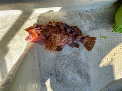 鯛サビキ　　明石