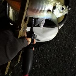 アジング練習 86