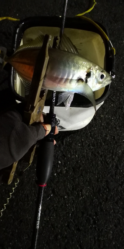 アジング練習 86