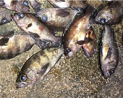 ついに”尺”現る！