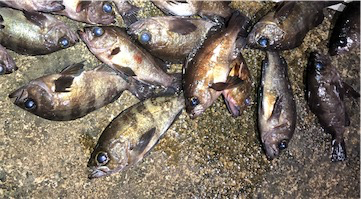 ついに”尺”現る！