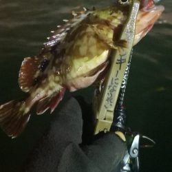 アジング練習 87