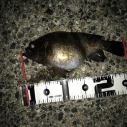 ライトゲームで五目釣り達成