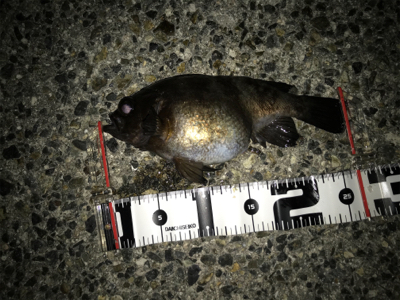 ライトゲームで五目釣り達成