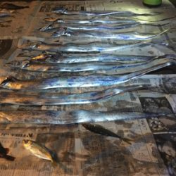 マリーナシティのタチウオ