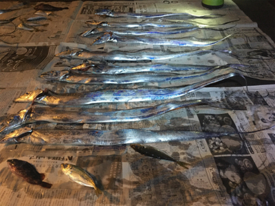 マリーナシティのタチウオ