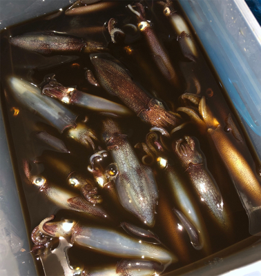 釣り納めはヒイカ釣り☆GUNNING-ST…