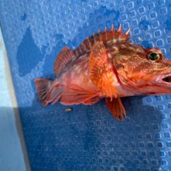 メバル　　純栄丸