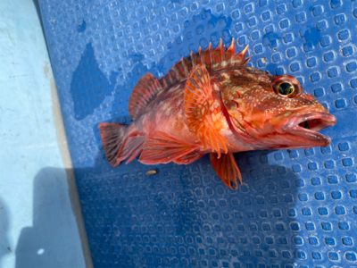 メバル　　純栄丸