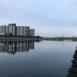 良型タケノコメバル