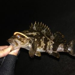 尺タケノコゲット!