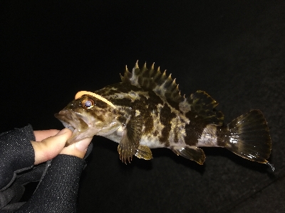 尺タケノコゲット!