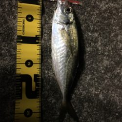 アジング絶好調!