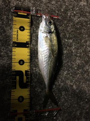 アジング絶好調!