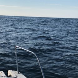 釣り納めでホエールウォッチング！