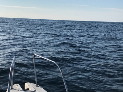 釣り納めでホエールウォッチング！