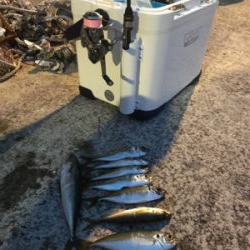 NEWロッドアジング