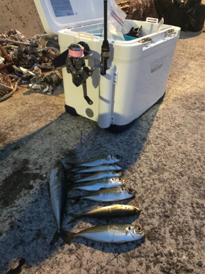 NEWロッドアジング