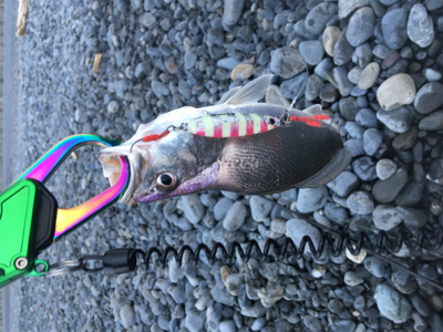 初魚種連チャンw