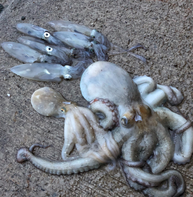 3度目の正直☆釣納めデイ短時間釣行