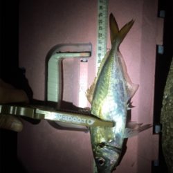 釣り納めだよアジしばき