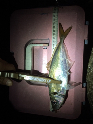 釣り納めだよアジしばき