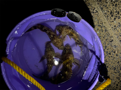 釣納めはガッシー