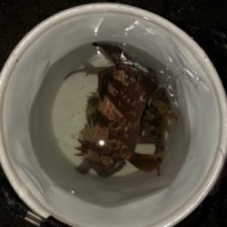 アジ、メバル狙ってたのに