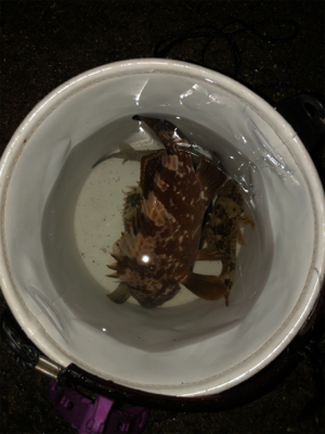 アジ、メバル狙ってたのに