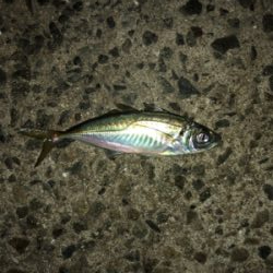 釣納め