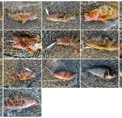 キジハタ16匹メバル1匹