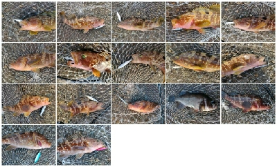 キジハタ16匹メバル1匹